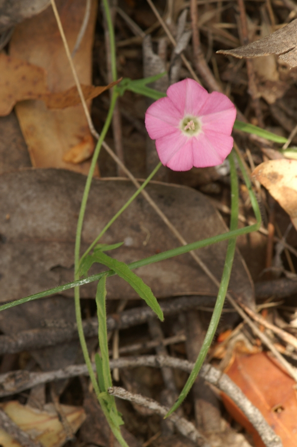 Convolvulus angustissimus